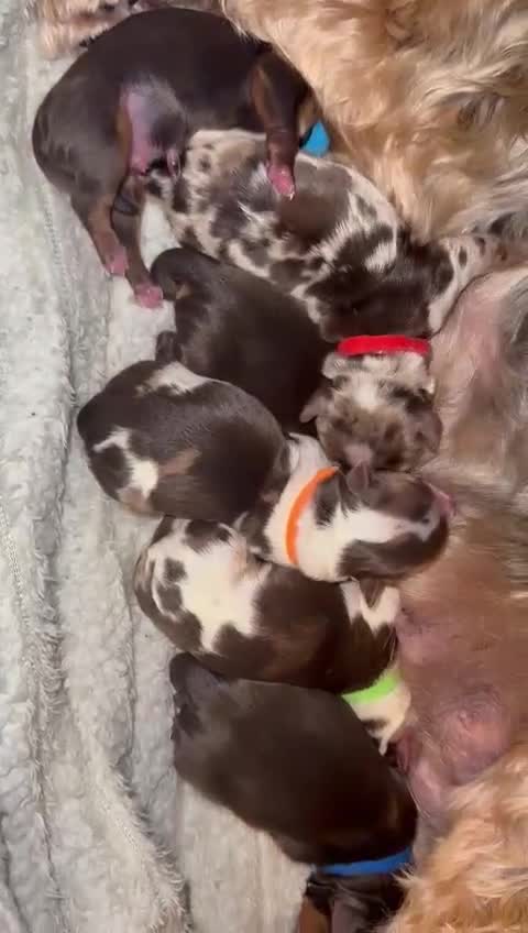 Yorkshire Terrier dogs for stud:  Chocolate Yorkshire Terrier For Stud Only in Blackburn - Video 4