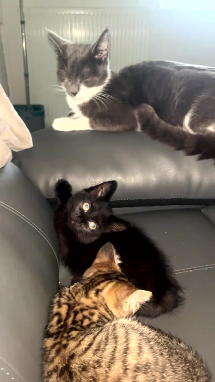 Mixed Breed cats for sale: females kitten for sale - Video 1