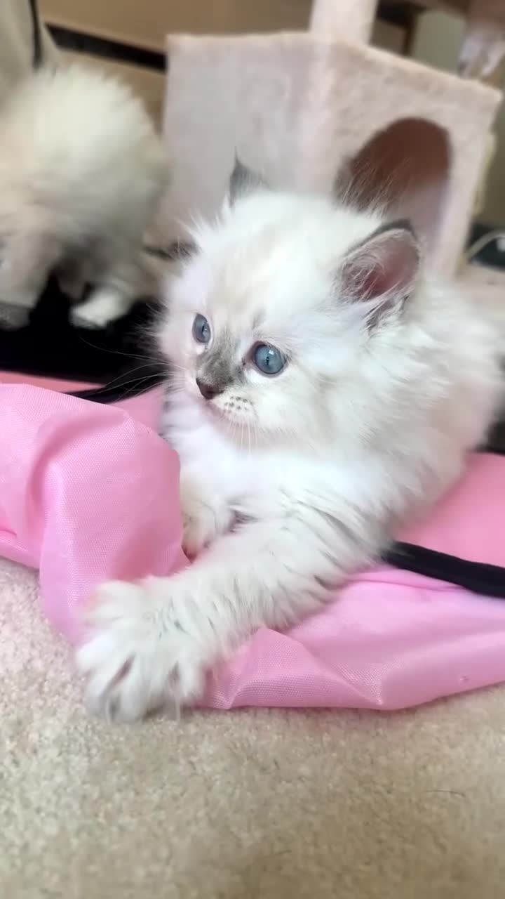 Ragdoll cats for sale: Luxury ragdoll kittens - Quality Breed  - Video 4