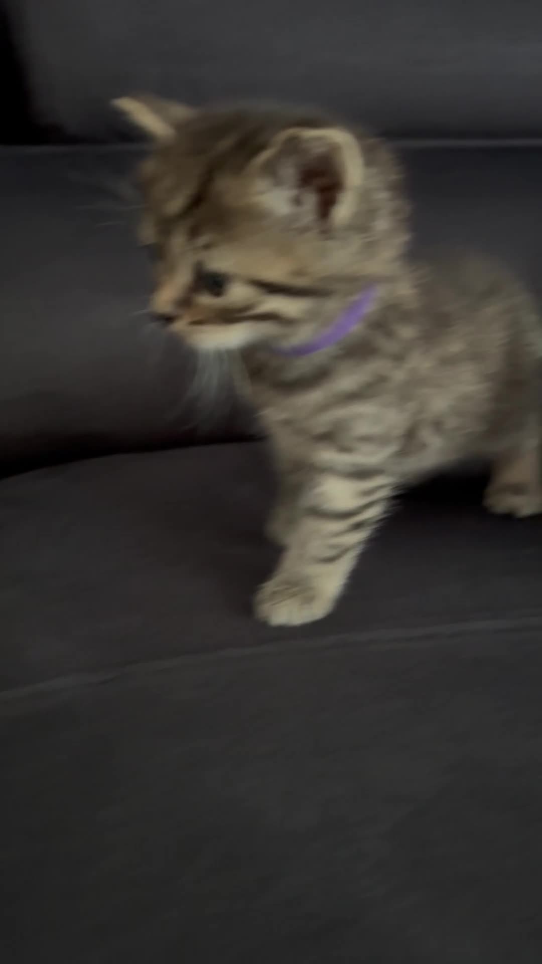 Scottish Fold cats for sale: Scottish fold/straight - Video 1