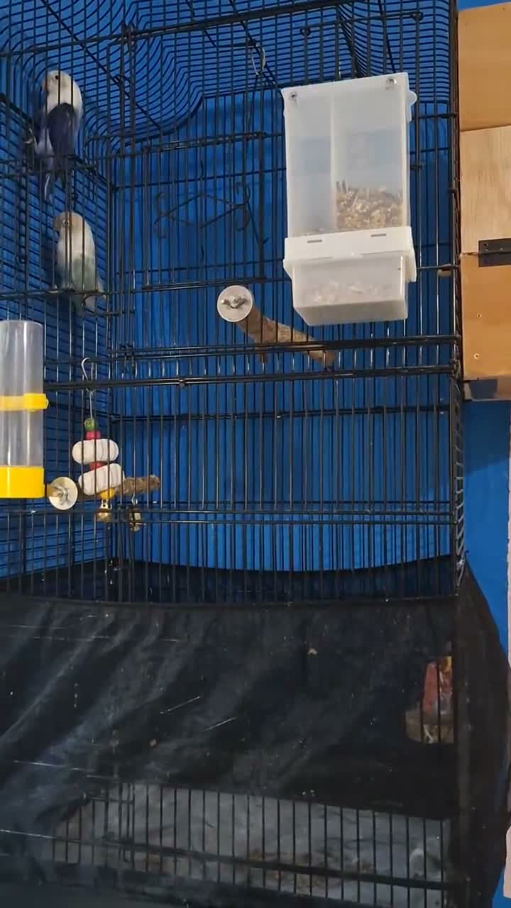 Mixed Breed birds for sale: Love birds - Video 1