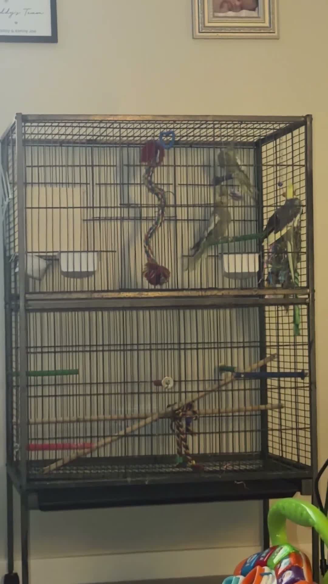 Cockatiels birds for sale: Cockatiels  - Video 1