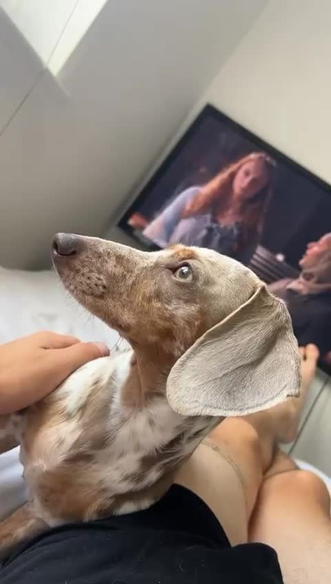 Dachshund dogs for sale: Dachshund puppies  - Video 1