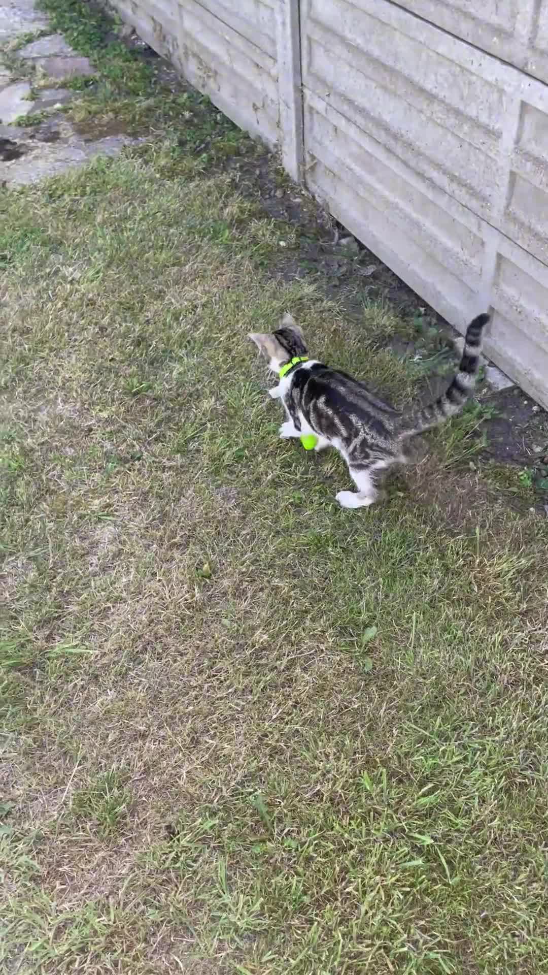 Domestic Shorthair cats for sale: Domestic short hair cat male - Video 1