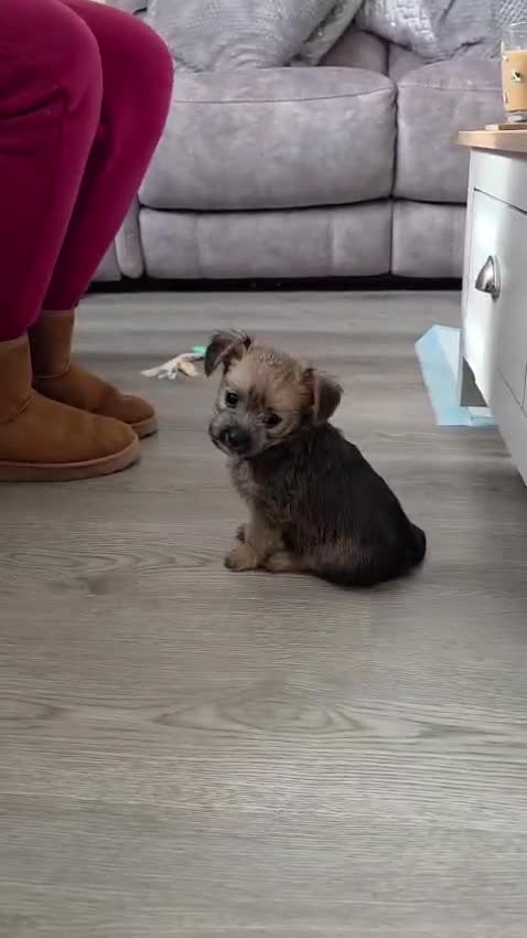 Mixed Breed dogs for sale:  **  chorkie x jackapoo puppies  - Video 1
