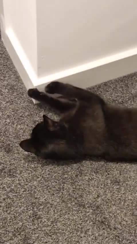 Mixed Breed cats for sale: 2 cats  - Video 1