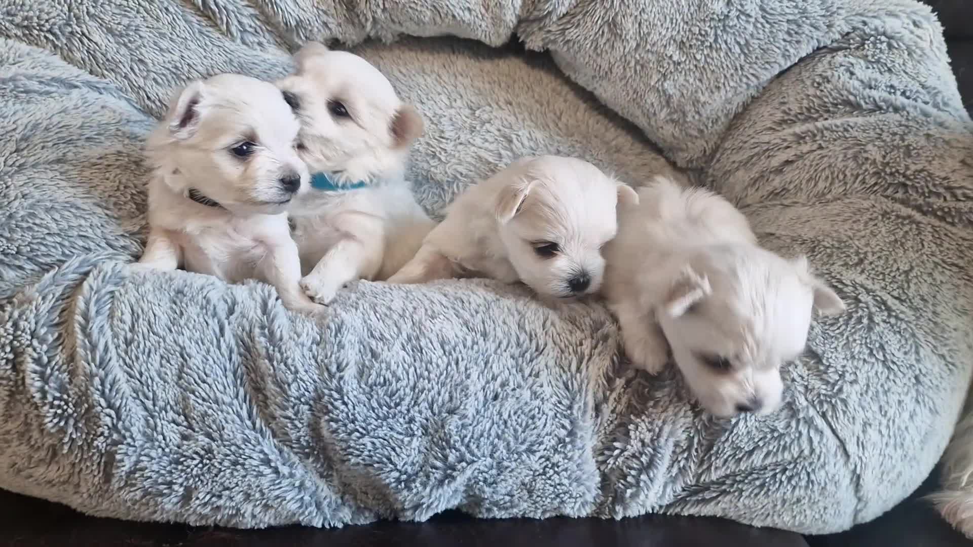 Maltese dogs for sale: Miniature Korean Maltese puppies for adoption - Video 4
