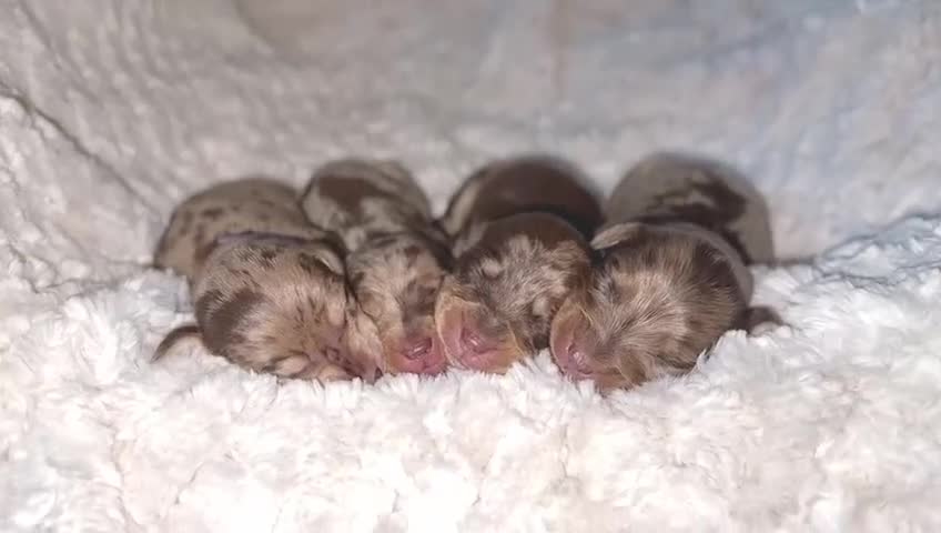 Miniature Dachshund dogs for sale: KC Miniature Dachshunds - PRA, DM and OI Clear - Video 2