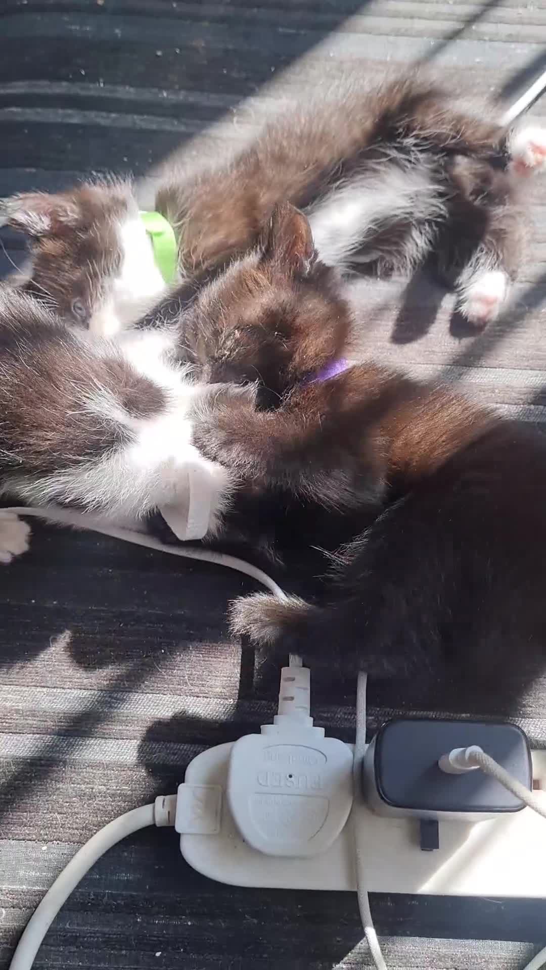 Mixed Breed cats for sale: 3 girls 2 boys kittens ready now  - Video 2