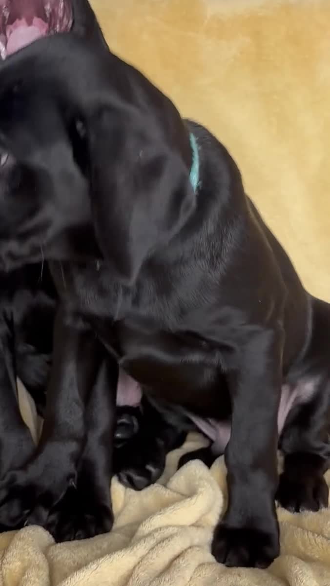 Labrador Retriever dogs for sale: KC Fully Health Tested Outstanding Working Line - Video 2