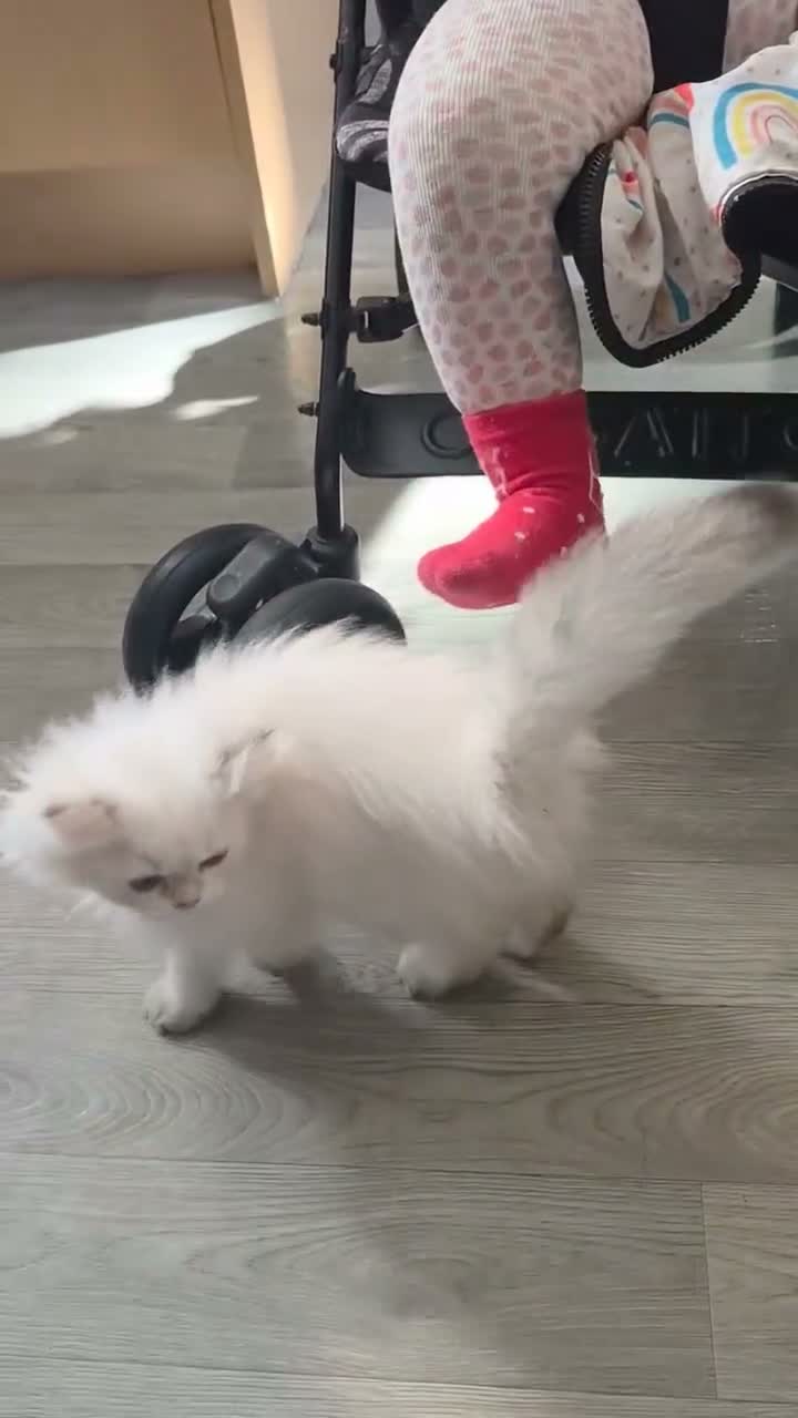 British Longhair cats for sale: British Longhair silver boy - Video 1