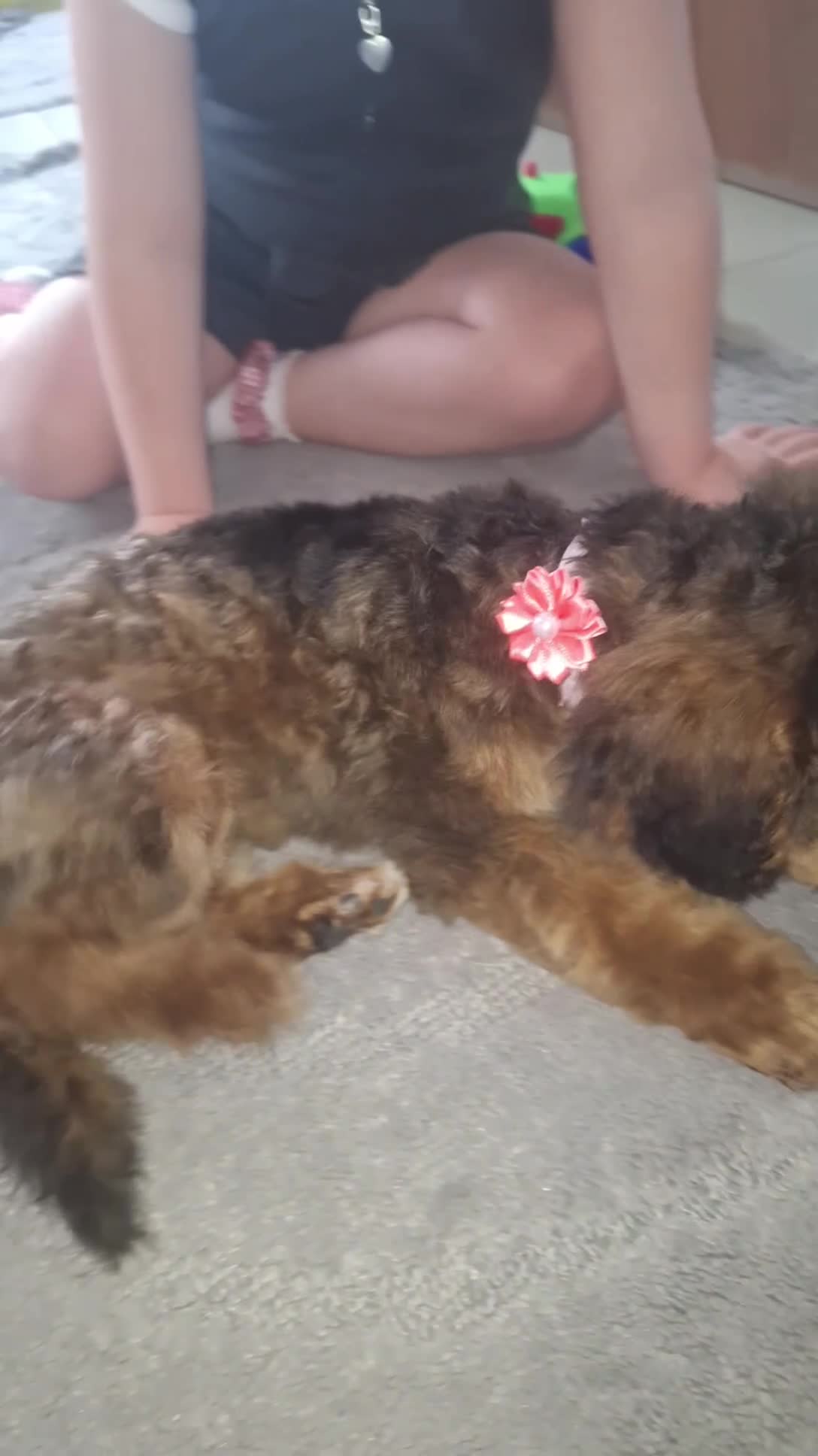 Cockapoo dogs for sale: F1b Cockerpoo  in Doncaster - Video 1