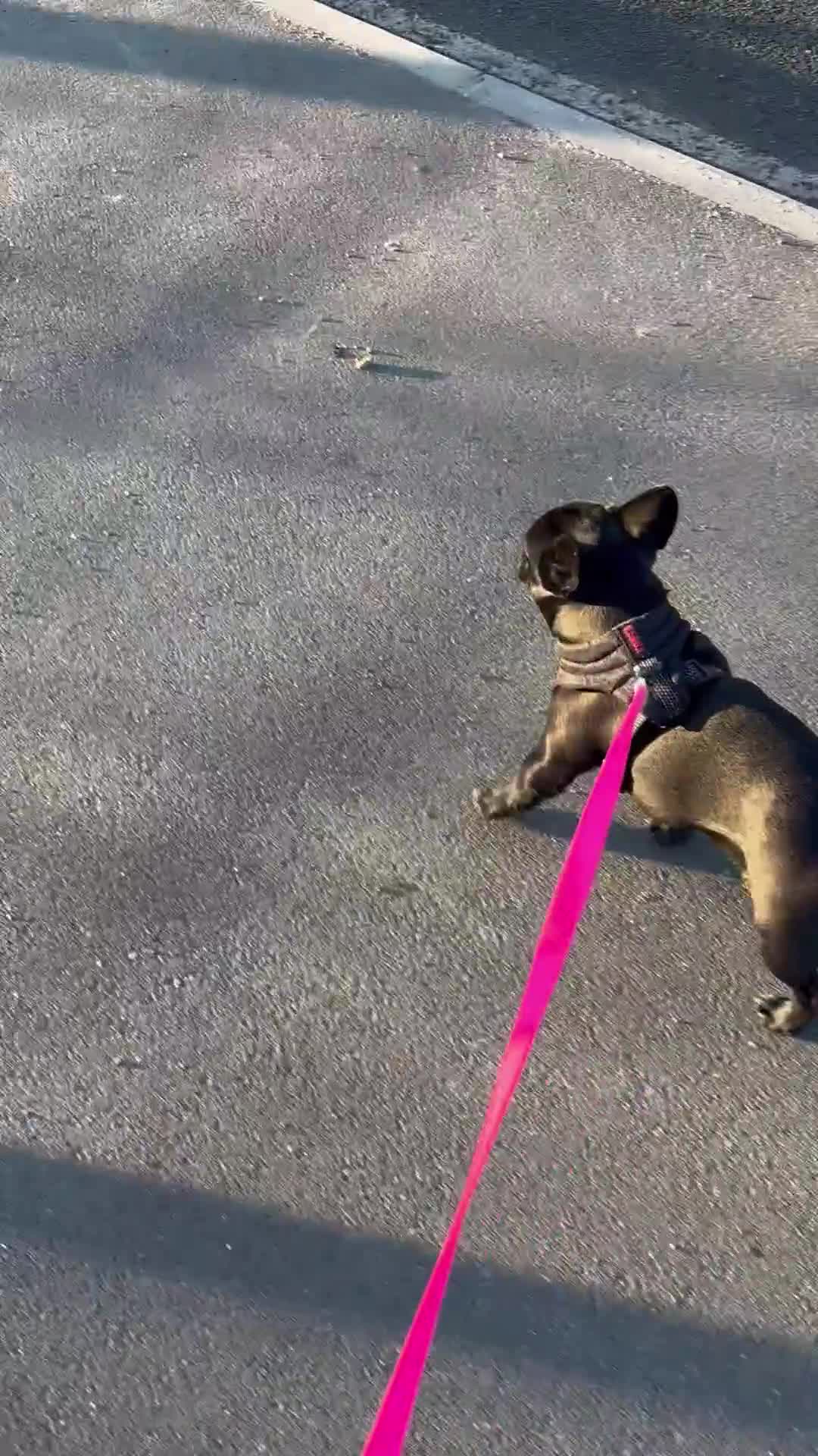 French Bulldog dogs for sale: French bulldog female  - Video 2