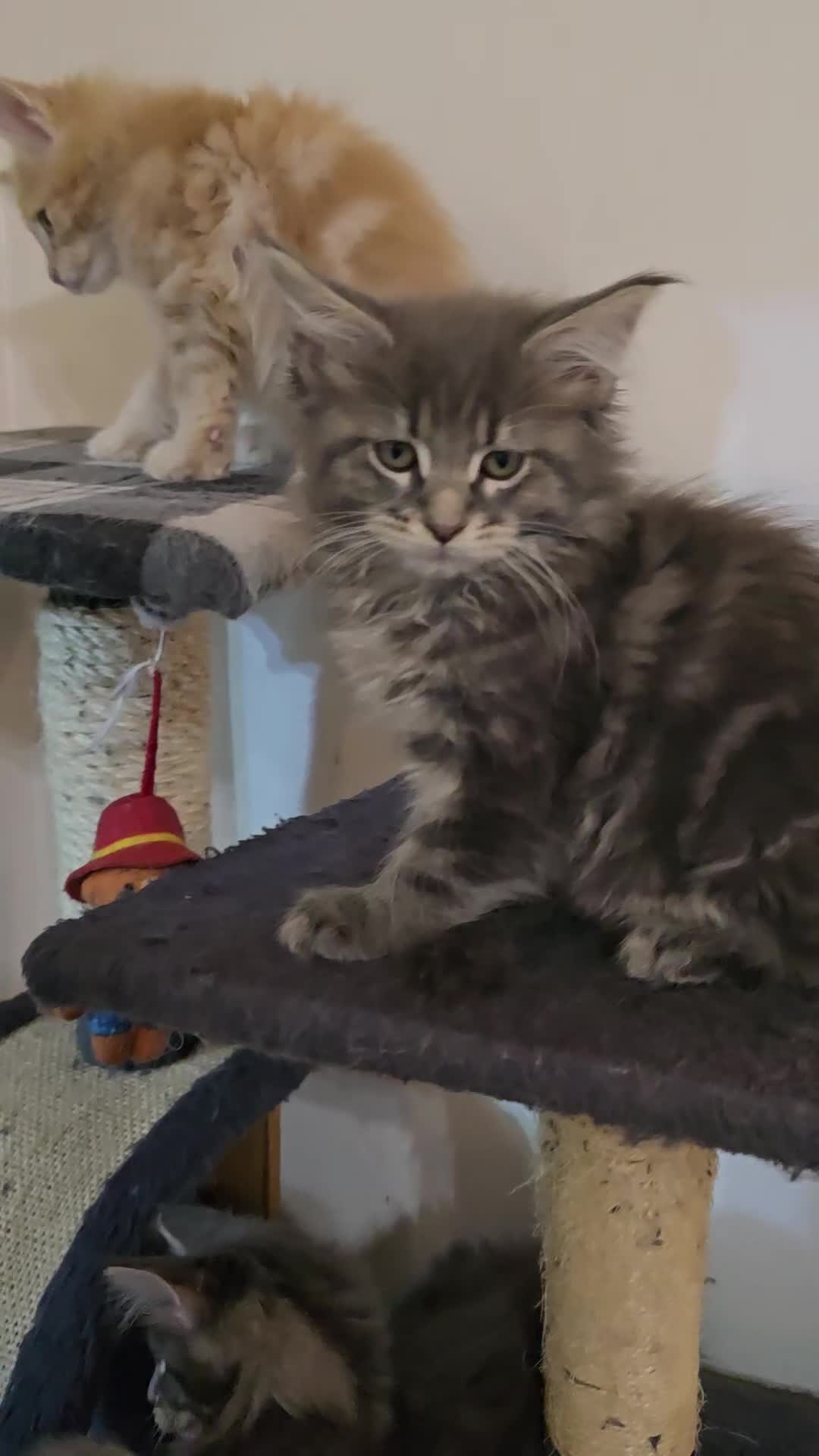 Maine Coon cats for sale: Beautiful Maine coon kittens  - Video 2