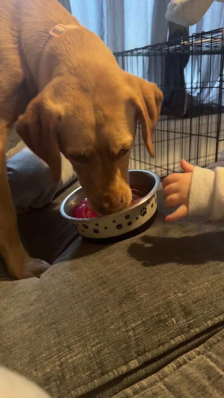 Labrador Retriever dogs for sale: nearly 7 month old labrador girl - Video 2