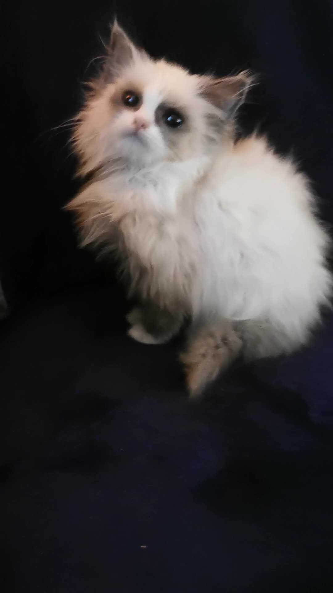 Siberian cats for sale: Siberian Neva Masquerade kitten  - Video 2