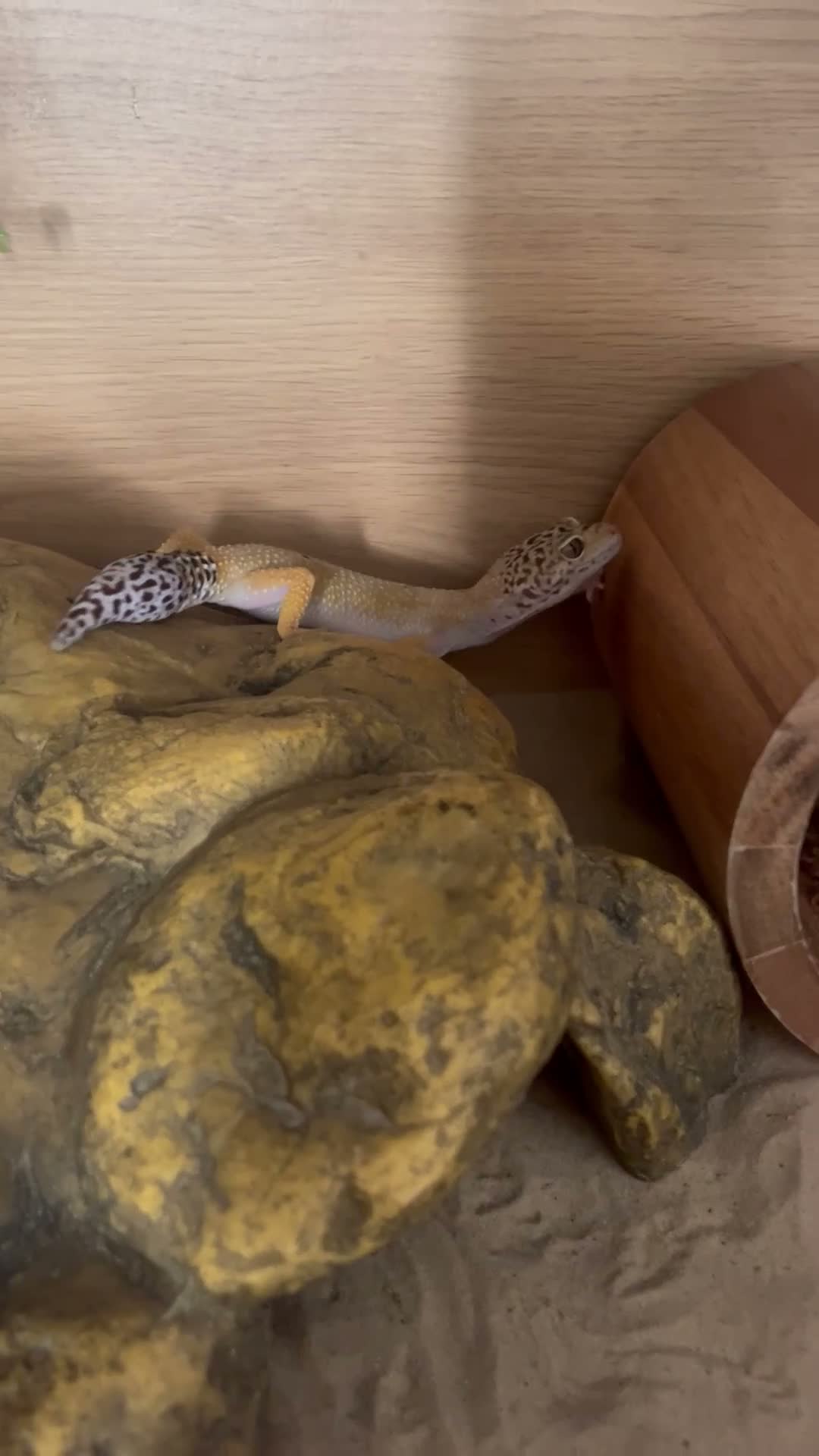 Gecko reptiles for sale: Leopard gecko & setup  - Video 1