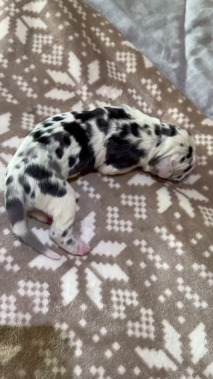 Great Dane dogs for sale: Great danes puppies - Video 1