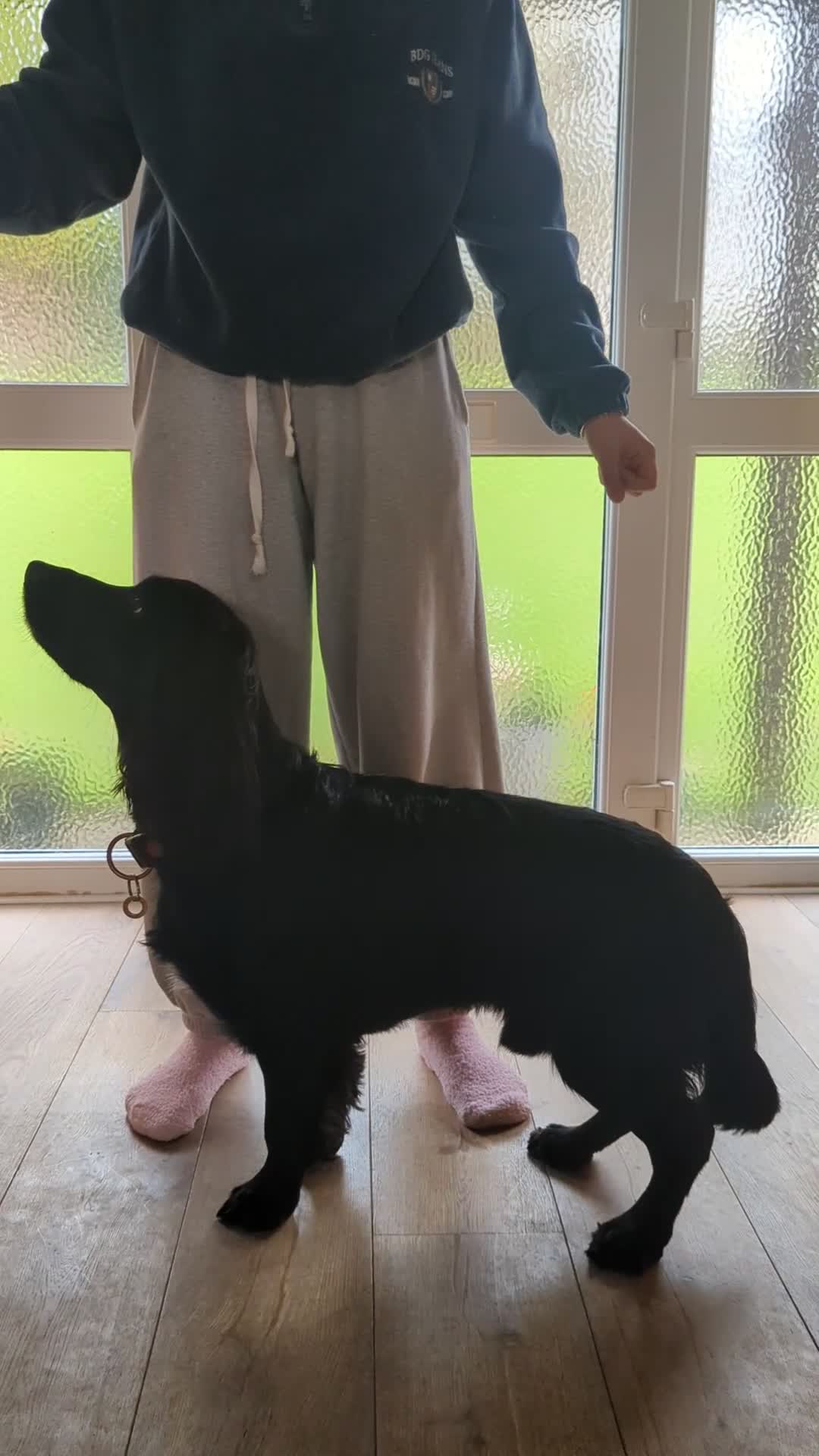 Cocker Spaniel dogs for stud: Cocker Spaniel for stud - Video 1