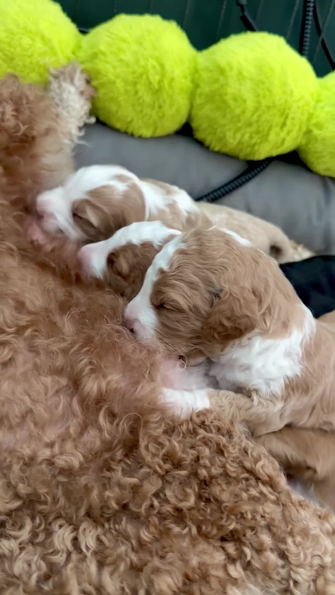 Australian Labradoodle dogs for sale: Health Tested Multigen Australian Double Doodles - Video 2