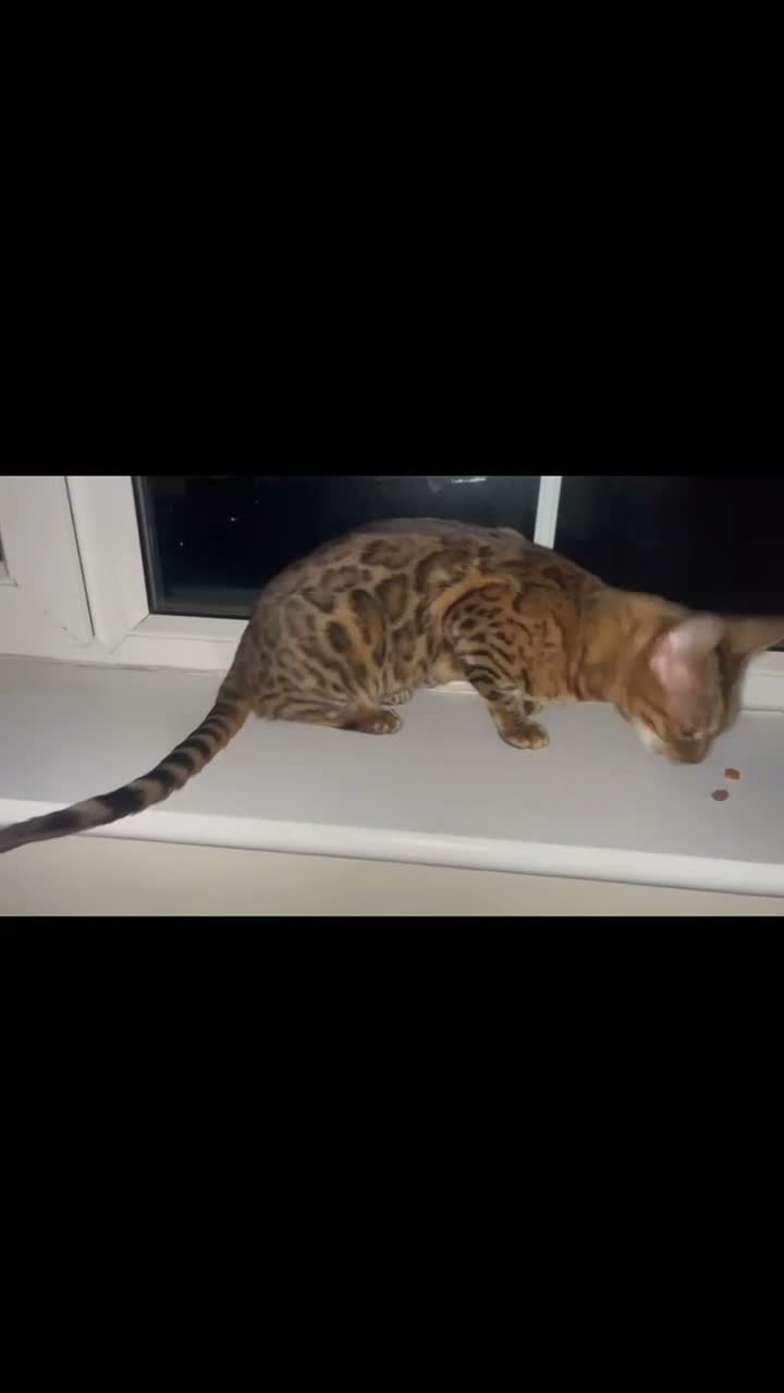 Bengal cats for sale: Beautiful Bengal ❤️ - Video 1