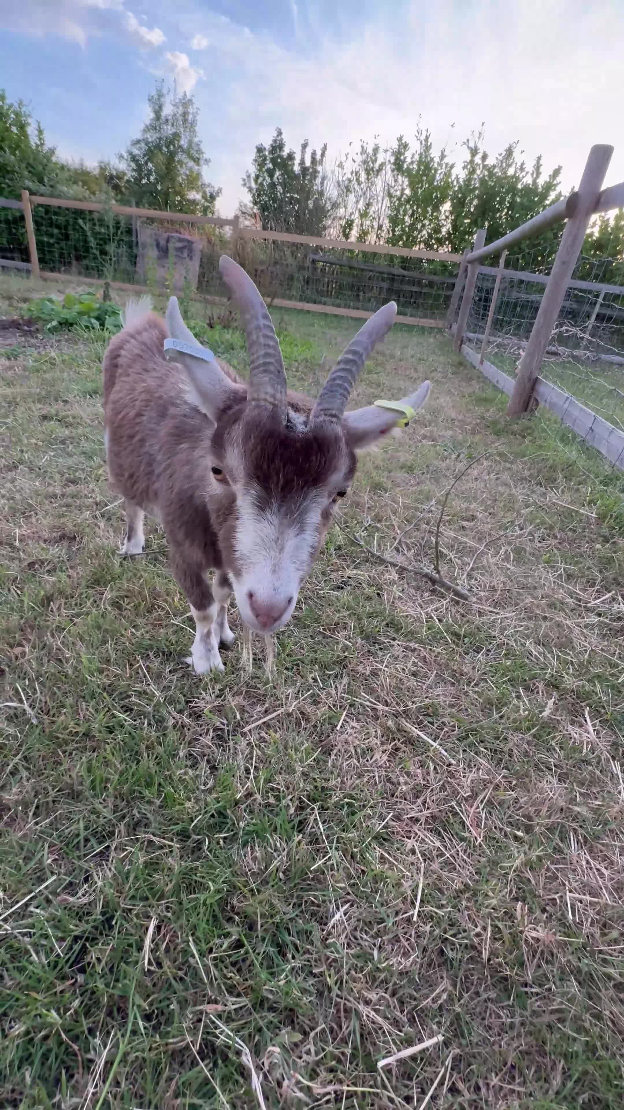 Goats livestock for sale: Two Pygmy wethers for sale - Video 1