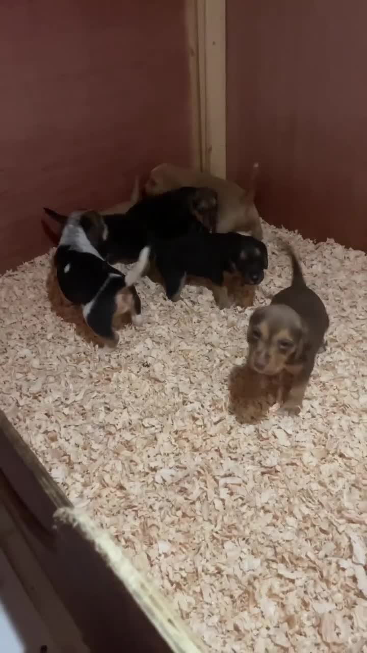 Mixed Breed dogs for sale: Brocker in Wakefield - Video 1