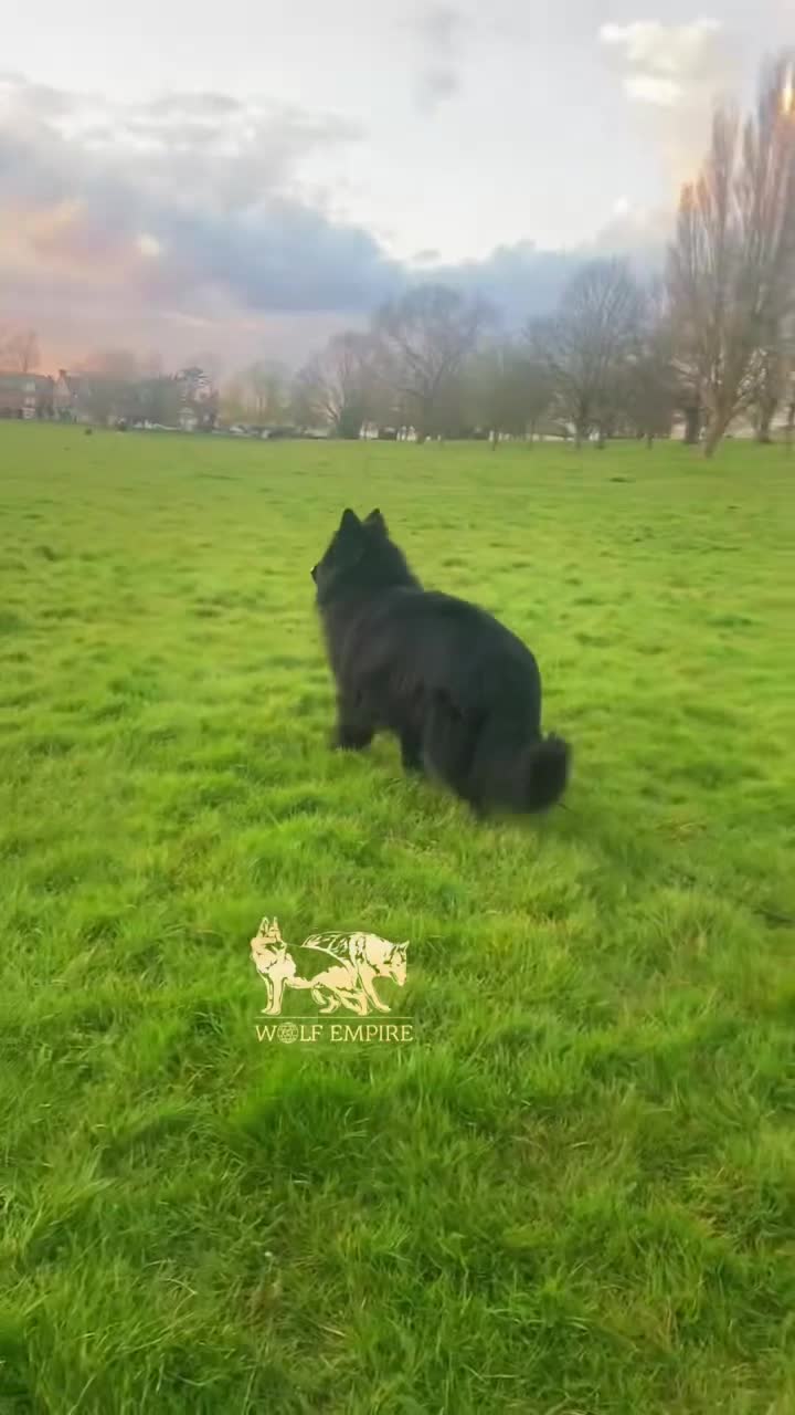 German Shepherd dogs for sale: Beautiful Gsd,Puppies  - Video 2