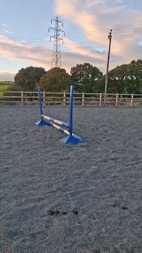Riding pony horses for sale: Star  - Video 3