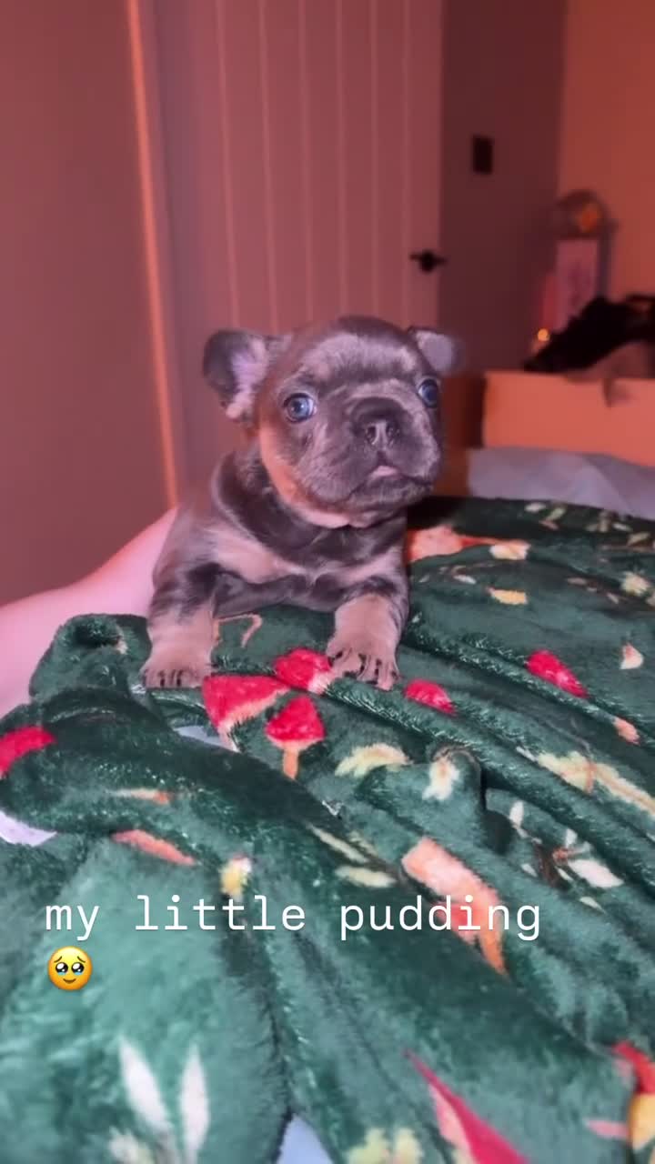 French Bulldog dogs for sale: Elegant Litter of Six KC Registered French Bulldog - Video 2
