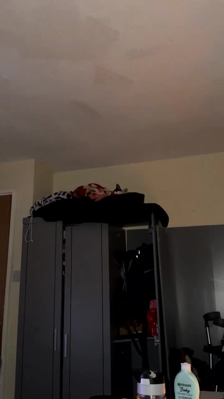 Mixed Breed cats for sale: Male tuxedo kitten  in Oldham - Video 2