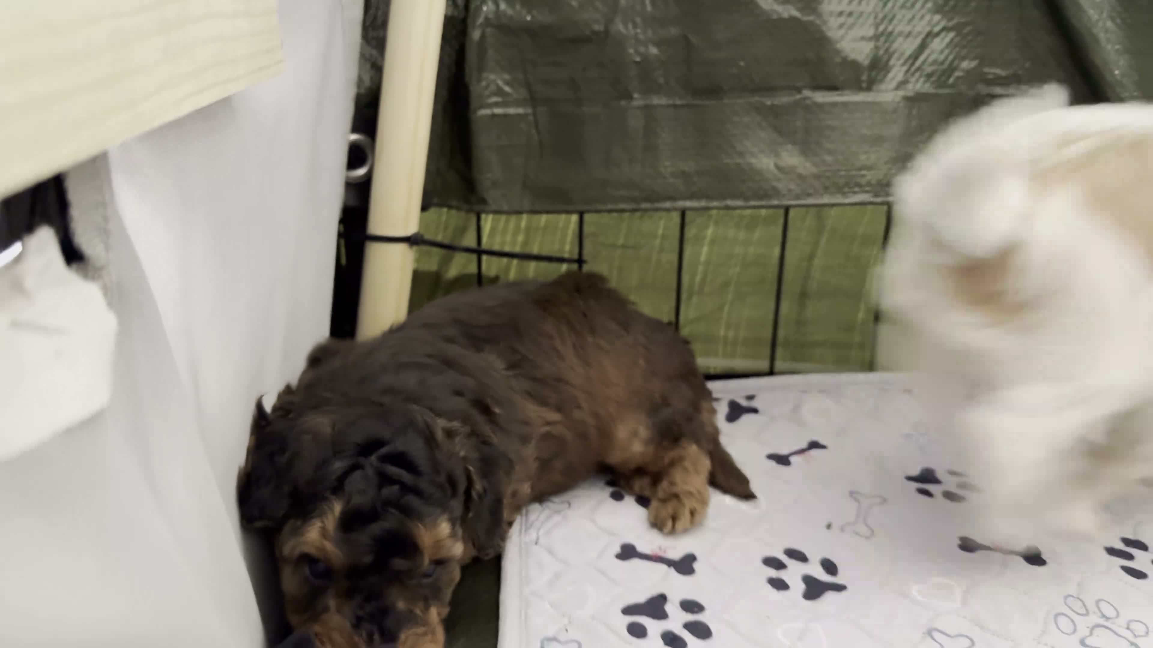 Cockapoo dogs for sale: Toy Poodle x Cockerpoo Puppies - Video 2