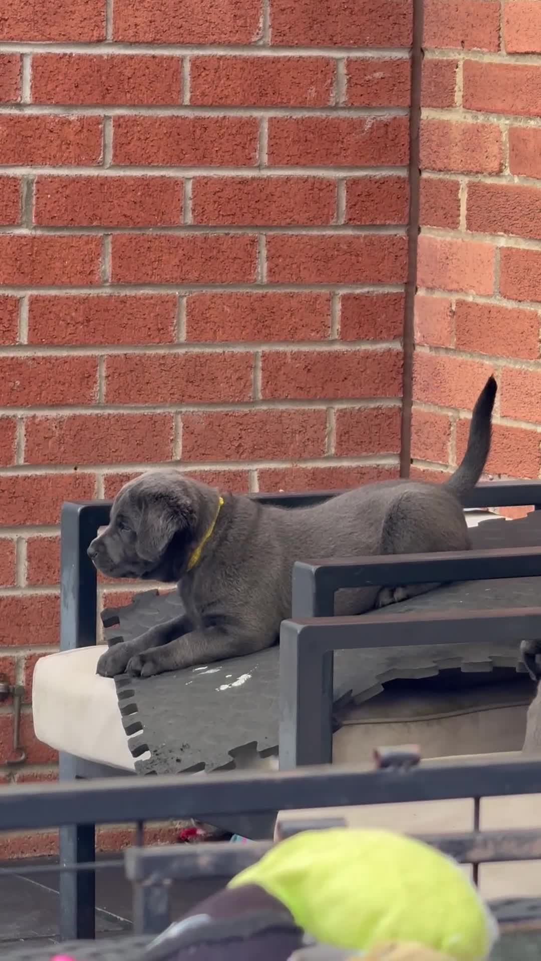 Labrador Retriever dogs for sale: KC Charcoal & Silver Labradors – Health Tested - Video 1