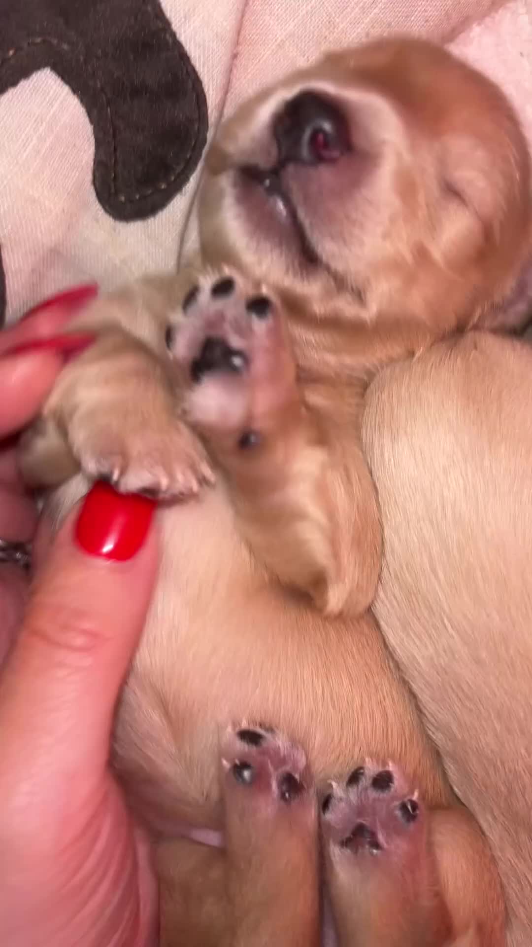 Miniature Dachshund dogs for sale: KC Pure English Cream Longhair Miniature Dachshund in Ibstock - Video 1
