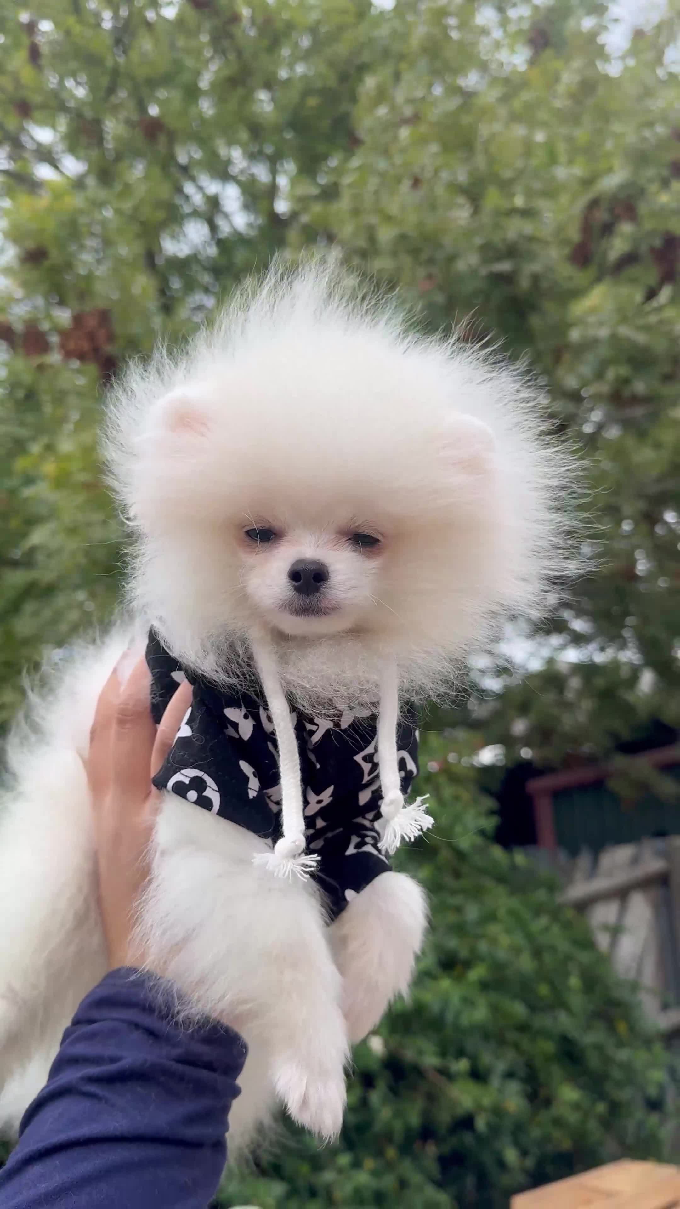 Pomeranian dogs for sale: Pomeranian  - Video 2