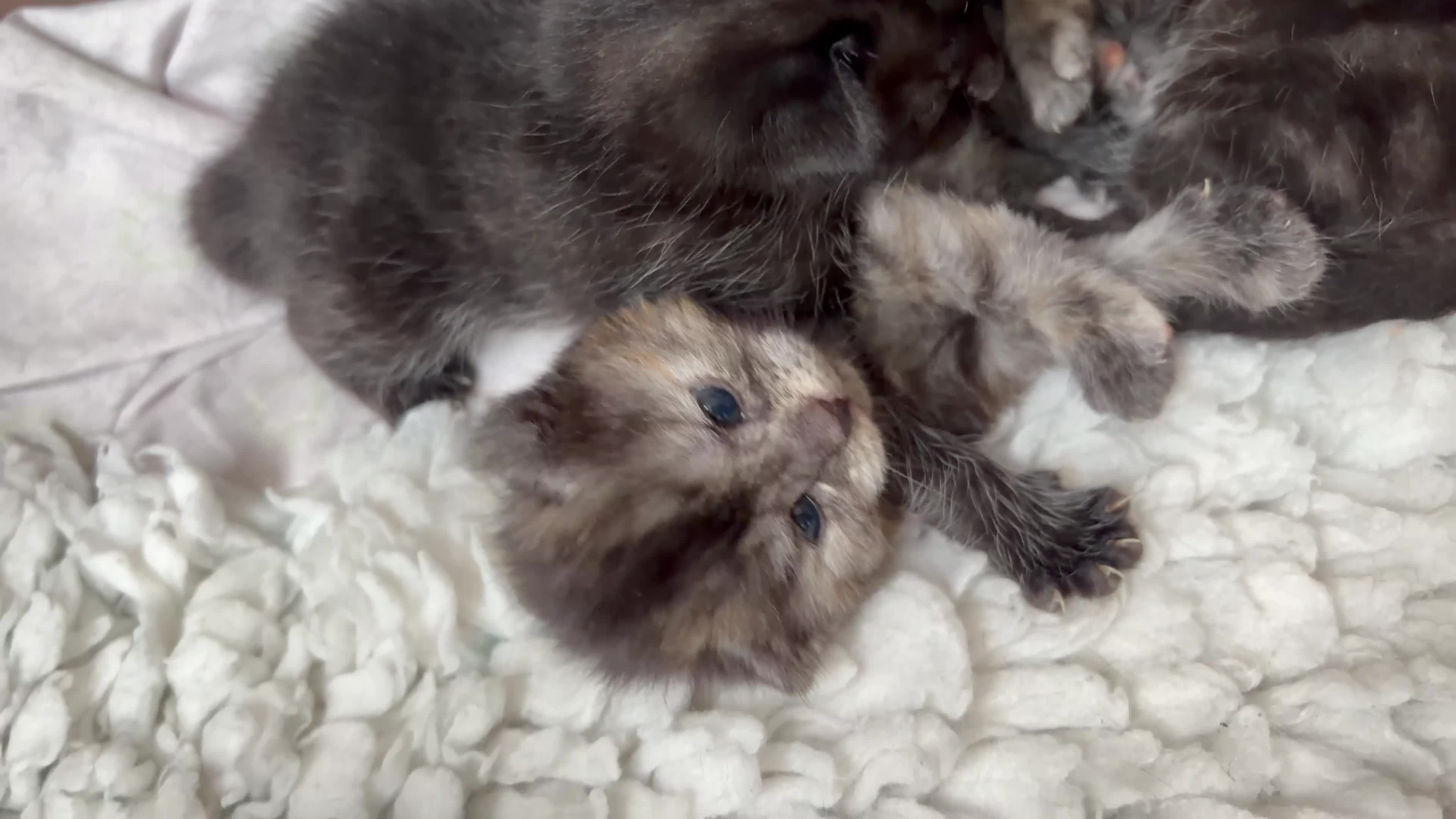 British Shorthair cats for sale: Cute kittens looking for loving homes - Video 1