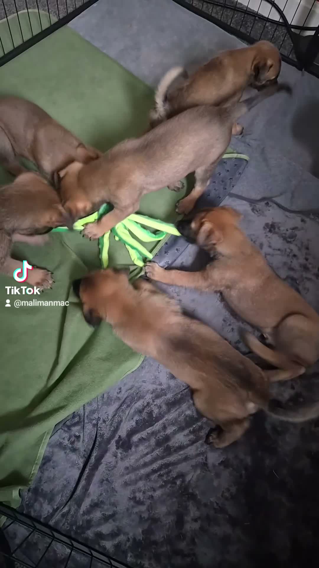 Belgian Shepherd Dog dogs for sale: Looking for loving homes 🏡💕 - Video 1