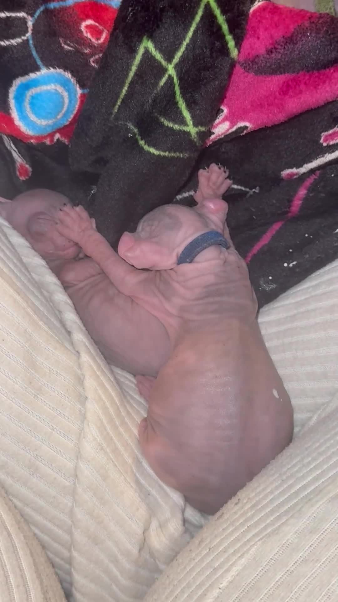 Sphynx cats for sale: Elf Sphynx kittenss - Video 1