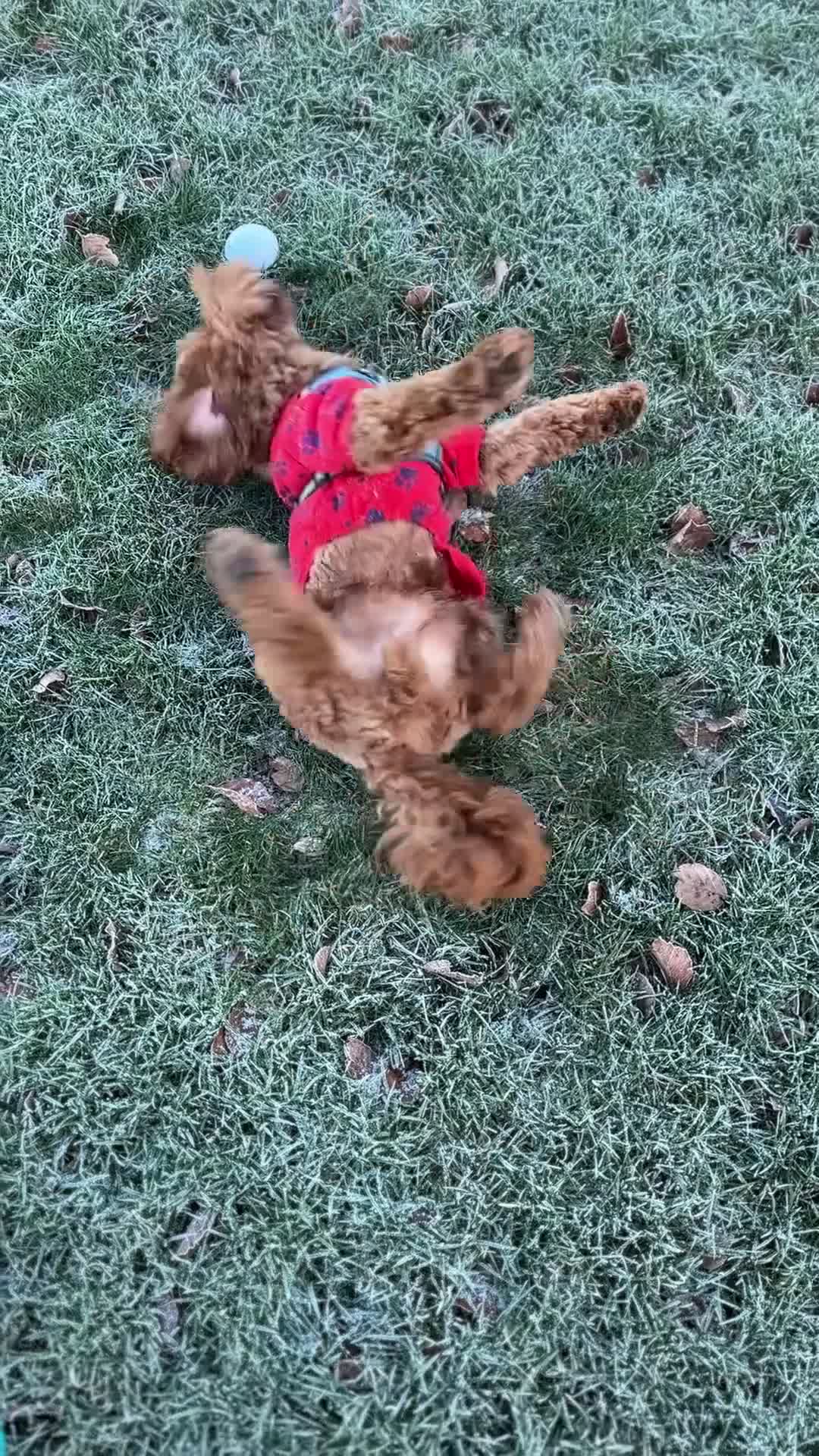 Cockapoo dogs for stud: Bear – DNA Tested Cockapoo Stud (Poodle-Dominant) - Video 2