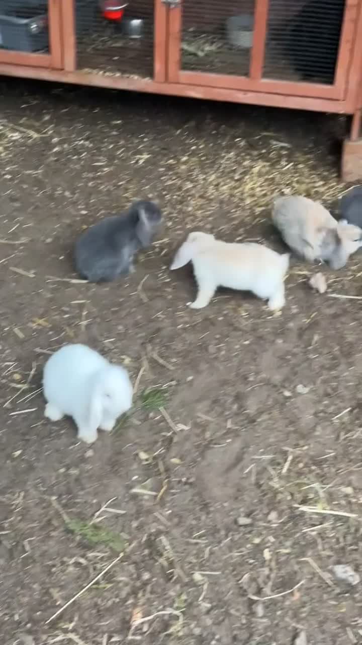 Mini Lop rabbits for sale: Rabbit  - Video 1