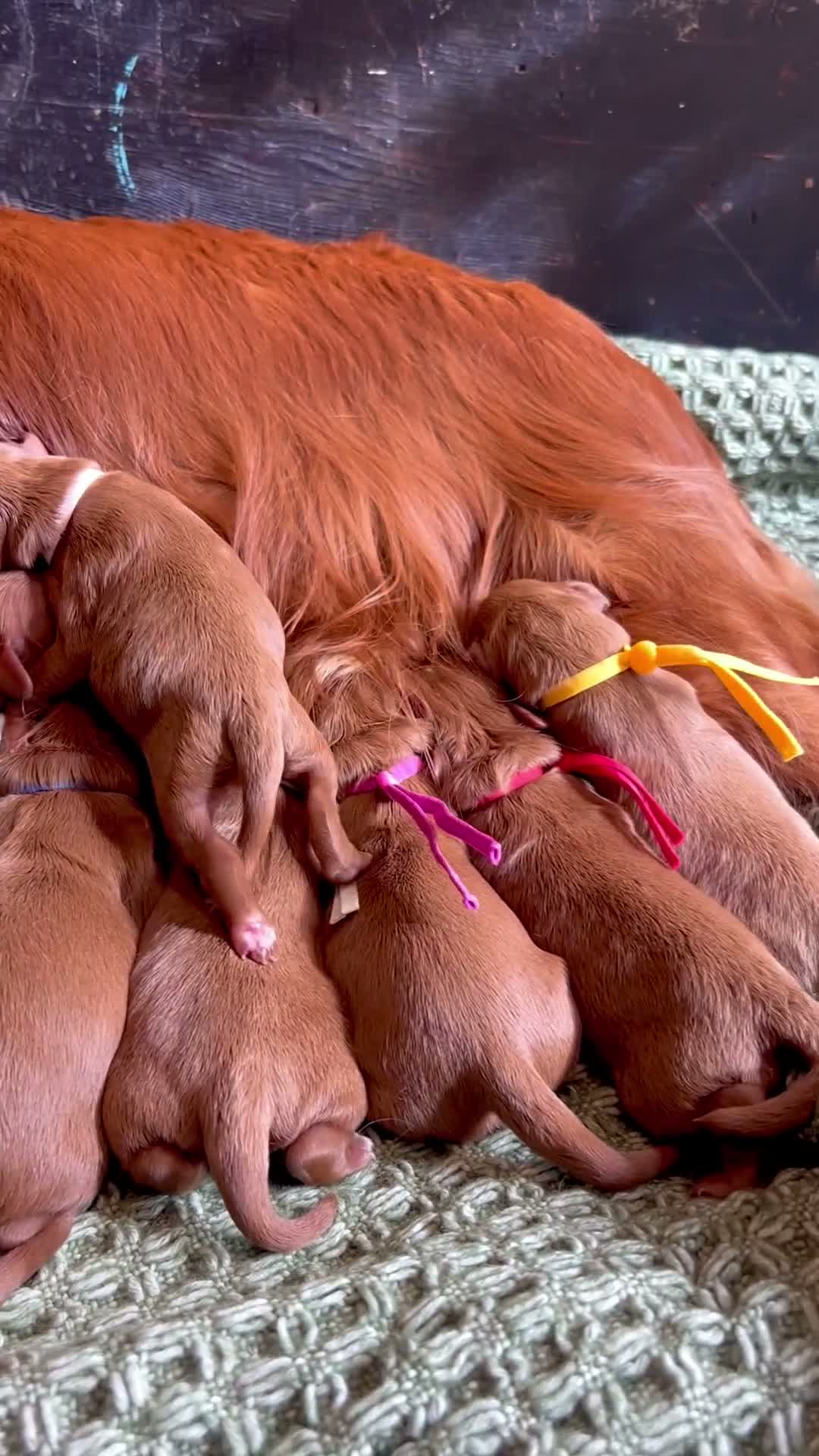 Cavapoo dogs for sale: 5 STAR LICENSED BREEDER BEAUTIFUL RED F1 CAVAPOOS - Video 1