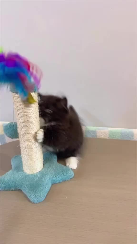 Munchkin cats for sale: 1 FEMALE LEFT Rare DWARF PERSIAN Munchkin Kittens - Video 4