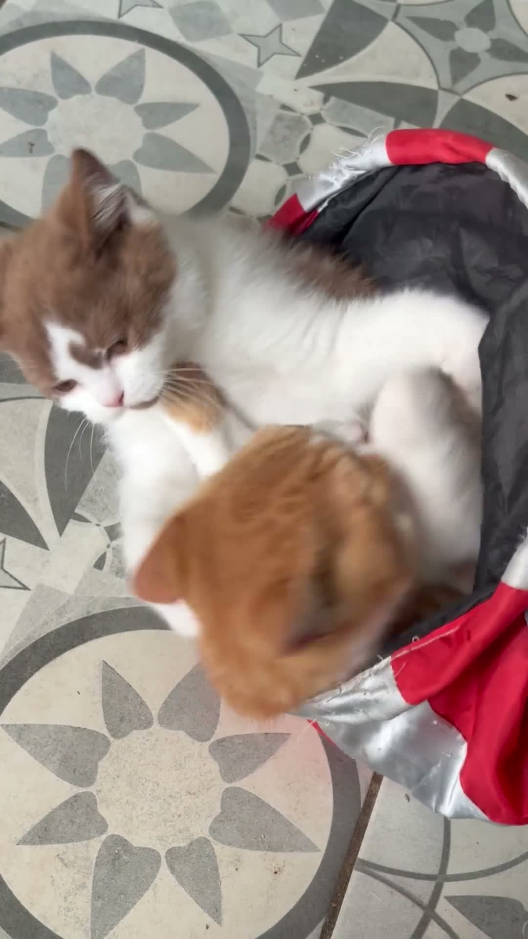 Scottish Fold cats for sale: Scottish straight brothers READY NOW - Video 1