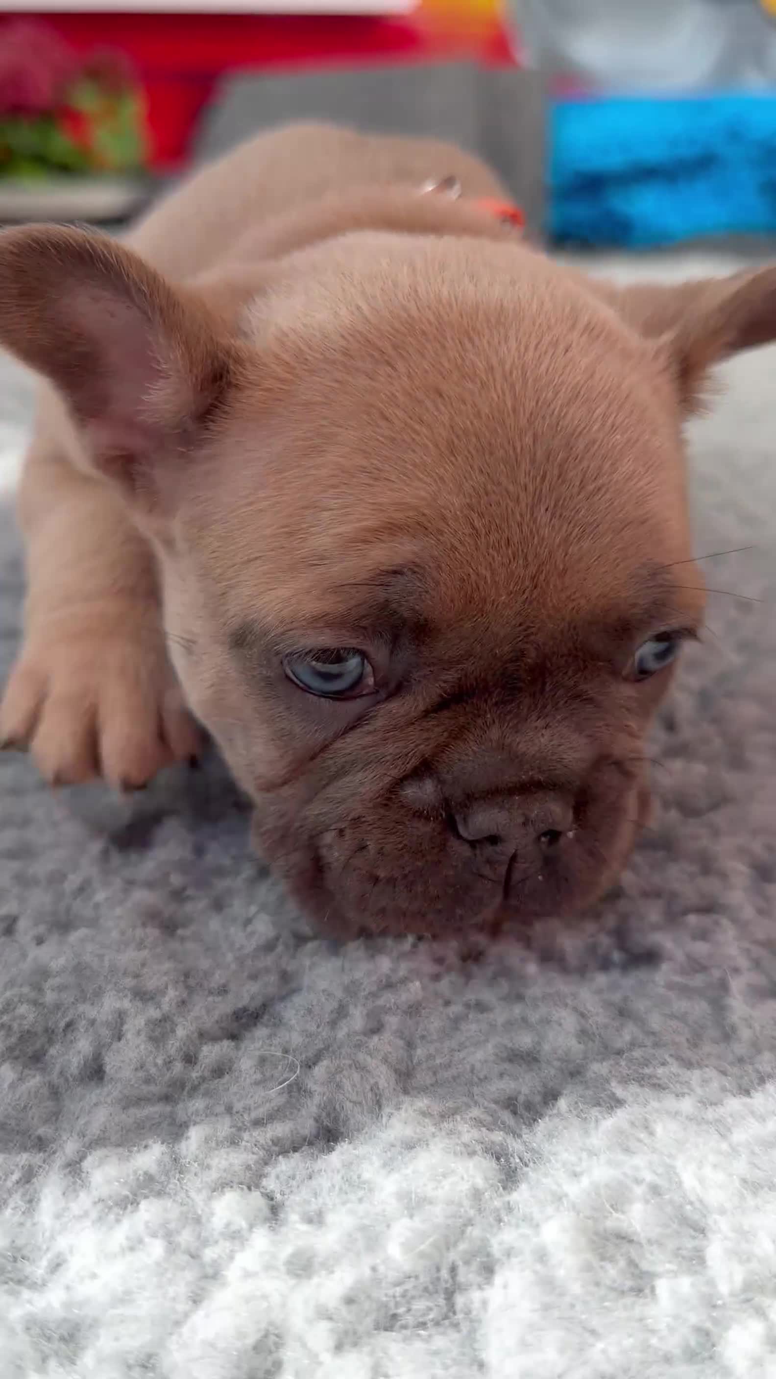 French Bulldog dogs for sale: Platinum & Fawn KC Registered Frenchie Puppies - Video 5