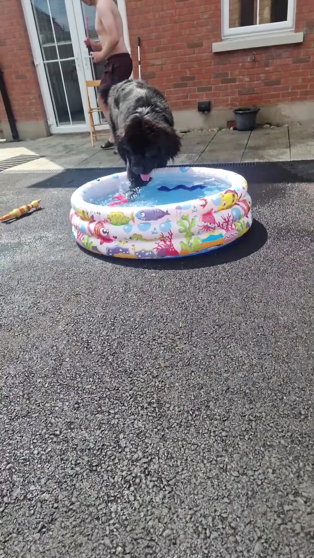 Newfoundland dogs for stud: Yogi  - Video 1