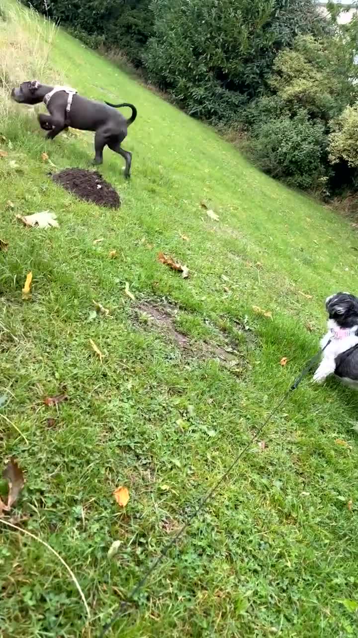 Cane Corso dogs for sale: Cane Corso puppy - Video 1