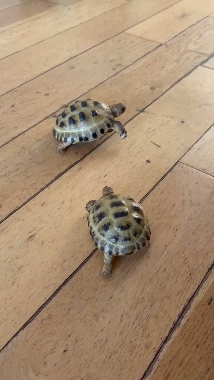 Tortoise reptiles for sale: 2 Horsefield torts, comes with full set up in Stockport - Video 4