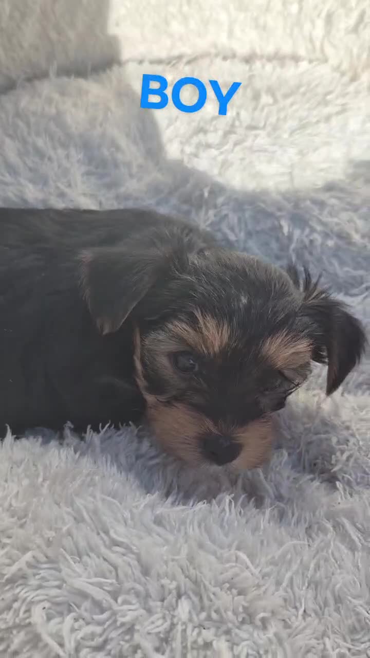 Yorkshire Terrier dogs for sale:  Yorkshire Terrier Puppies  - Video 2