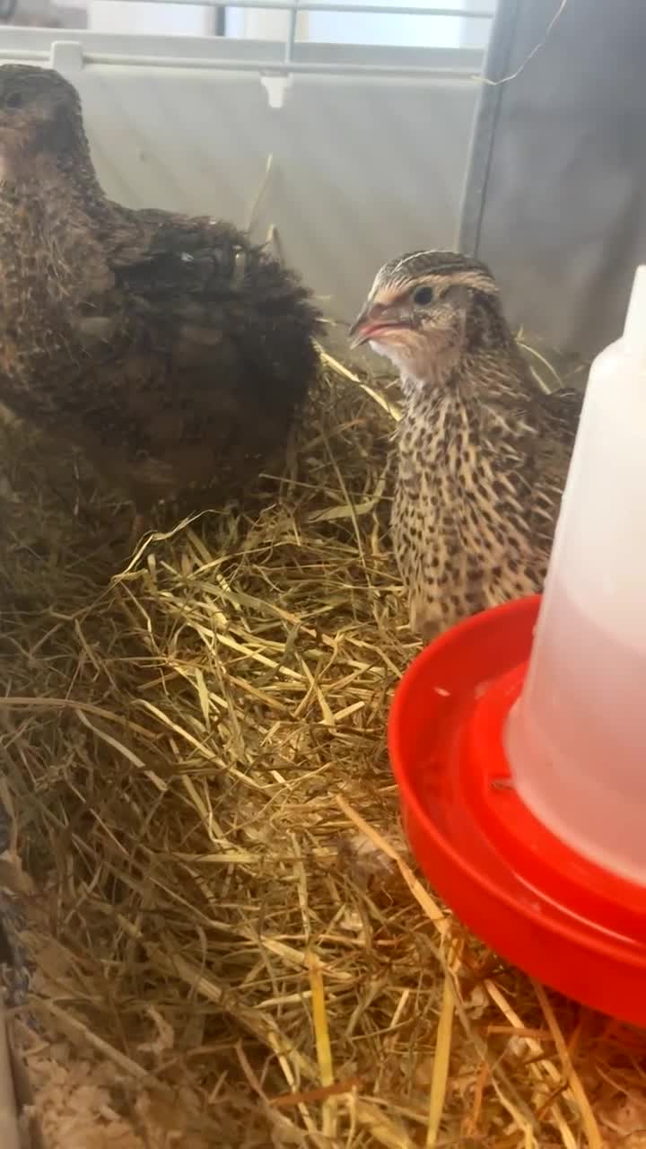 Quail poultry for sale: Male Quail in Sandbach - Video 1