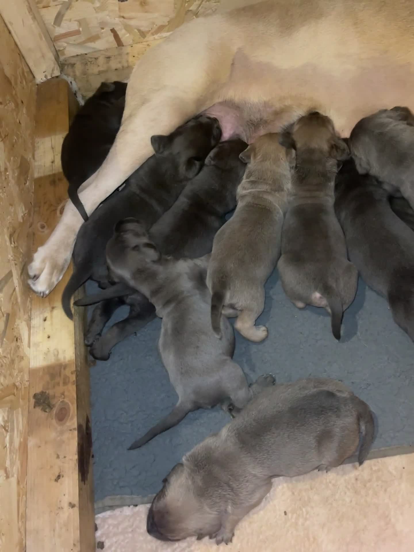 Cane Corso dogs for sale: Cane Corso puppies - Video 2